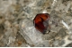 Brookite