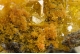 Wulfenite