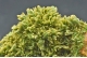 Pyromorphite