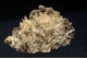 Aragonite