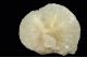 Stellerite