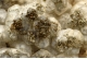 Calcite and Pyrite