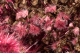 Erythrite