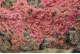 Erythrite