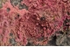 Erythrite