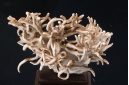 Aragonite Var. Flos Ferri