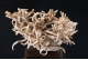 Aragonite Var. Flos Ferri