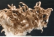 Aragonite Var. Flos Ferri