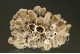 Barite Stalagmite -  cross-section