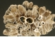 Barite Stalagmite -  cross-section